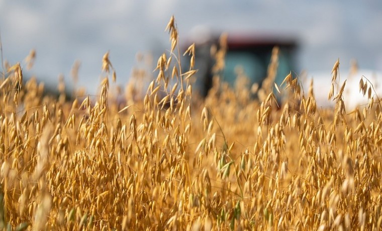 В 2025 году в ЧР пресечено 65 фактов недостоверного декларирования зерновой продукции