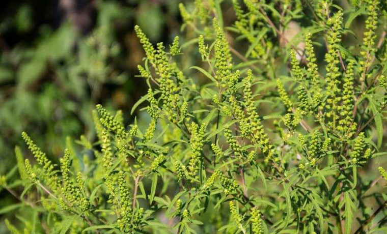 Россельхознадзор по ЧР установил две карантинные фитосанитарные зоны по амброзии полыннолистной