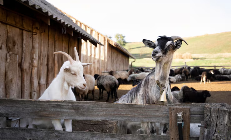 Россельхознадзор предотвратил незаконный ввоз более 300 голов сельхозживотных в ЧР