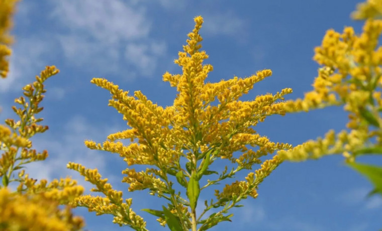 В Наурском районе взяли на контроль уничтожение амброзии вблизи социальных объектов