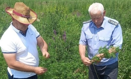 Россельхознадзор принял участие во Всероссийской акции «День борьбы с амброзией» в Грозном