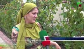 Владельцы приусадебных участков снимают летний  урожай